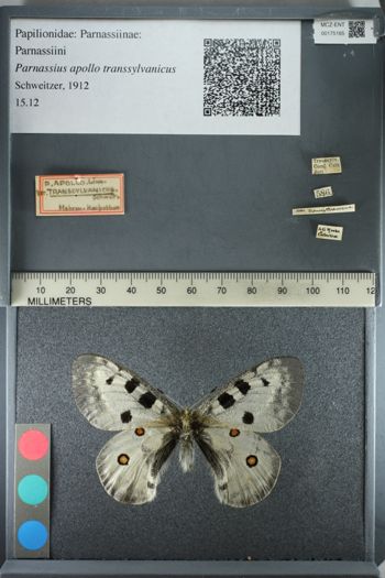 Media type: image;   Entomology 175165